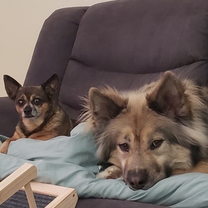 Fundraising Page: Sherry Losapio